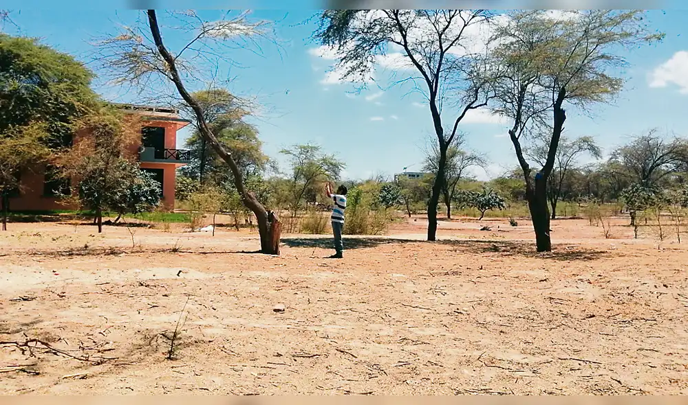 Amenaza. Mortandad de estos árboles es inminente en el norte por la tala agresiva. Amenaza. Mortandad de estos árboles es inminente en el norte por la tala agresiva.