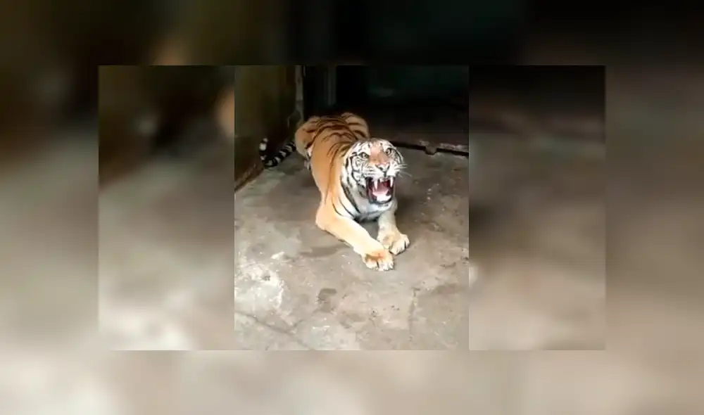 Turista hace enfurecer a enorme tigre que saca las garras para devorarlo. Turista hace enfurecer a enorme tigre que saca las garras para devorarlo.