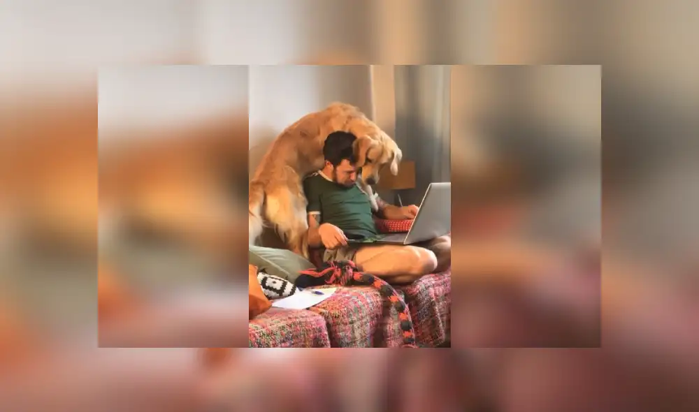 Desliza para ver más imágenes de este travieso perro que hizo reír a todos. (Foto: captura / TIkTok)