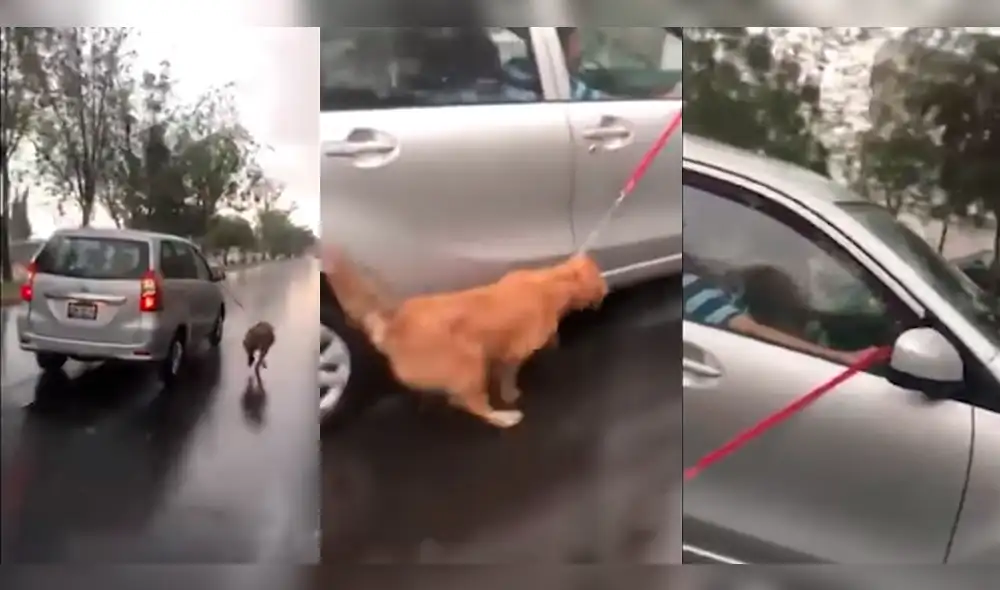 Perro amarrado a un auto y jalado bajo la lluvia genera indignación [VIDEO]