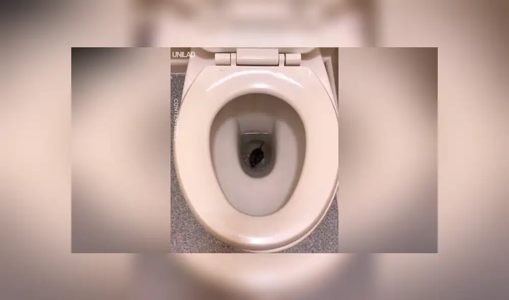 YouTube viral: abre la tapa del inodoro y encuentra una aterradora criatura viva [VIDEO] 