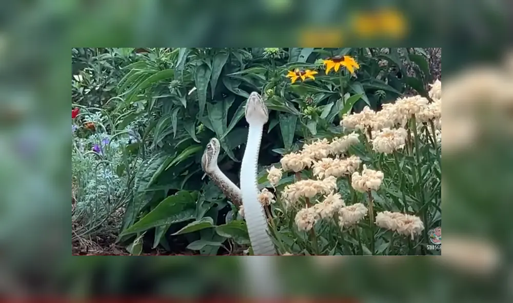 Desliza hacia la izquierda para ver las imágenes del viral de YouTube. Foto: Captura. Desliza hacia la izquierda para ver las imágenes del viral de YouTube. Foto: Captura.