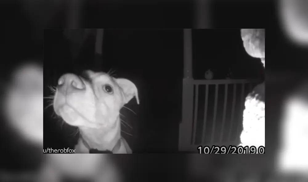 Video es viral en Facebook. El can se había quedado afuera durante horas y no podía ingresar porque sus dueños habían cerrado las puertas sin notar su ausencia Video es viral en Facebook. El can se había quedado afuera durante horas y no podía ingresar porque sus dueños habían cerrado las puertas sin notar su ausencia