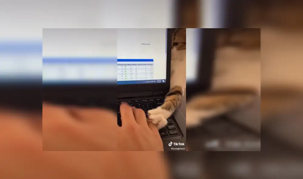 Desliza las imágenes para ver más de este intrépido gatito. (Foto: captura)
