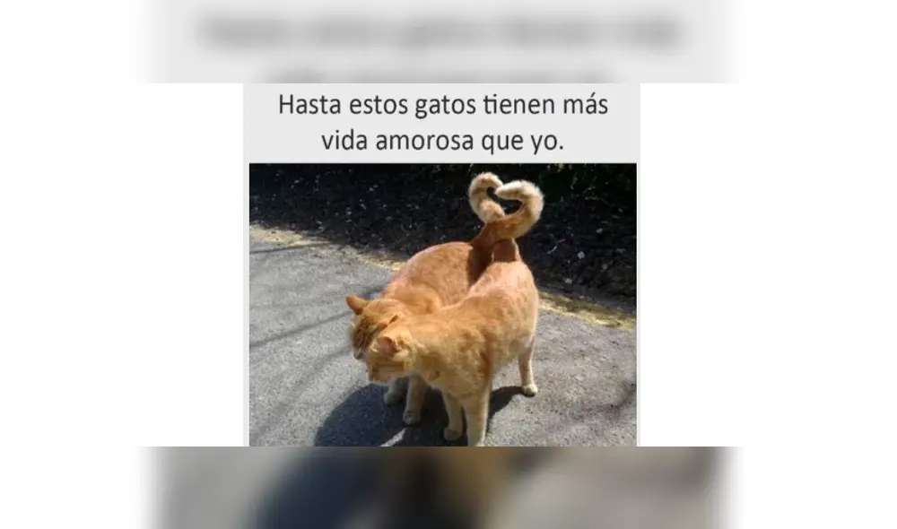 Los memes por el Día Internacional del Gato. Los memes por el Día Internacional del Gato.