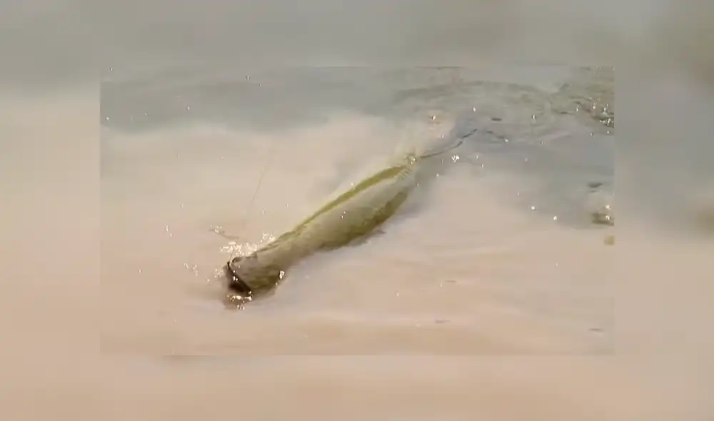 YouTube viral: monstruosa criatura atrapada en río aterra a pescadores [VIDEO]