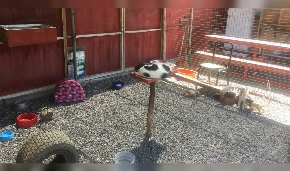 Acondicionan albergue para perros y gatos abandonados en Moquegua 