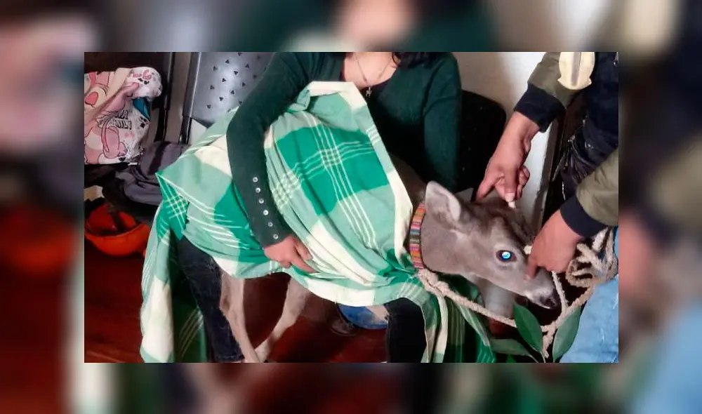 Rescatan venado de cola blanca en Cajamarca