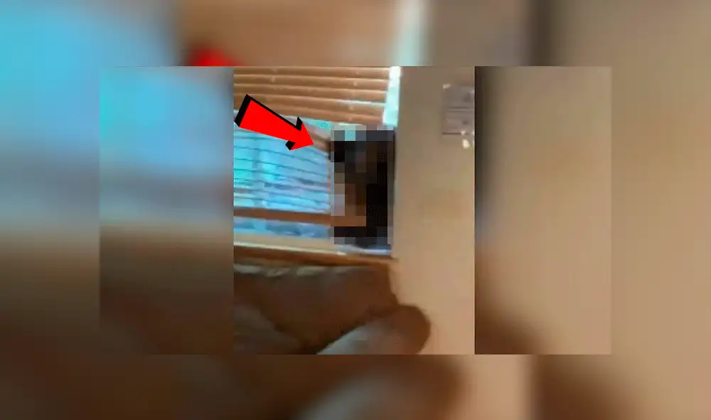 YouTube oso YouTube oso