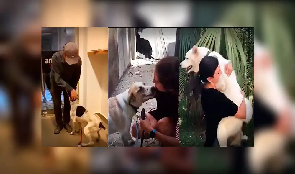 Mascotas que se perdieron tras la explosión en Beirut se reencuentran con sus familias. (Foto: The Independent) Mascotas que se perdieron tras la explosión en Beirut se reencuentran con sus familias. (Foto: The Independent)