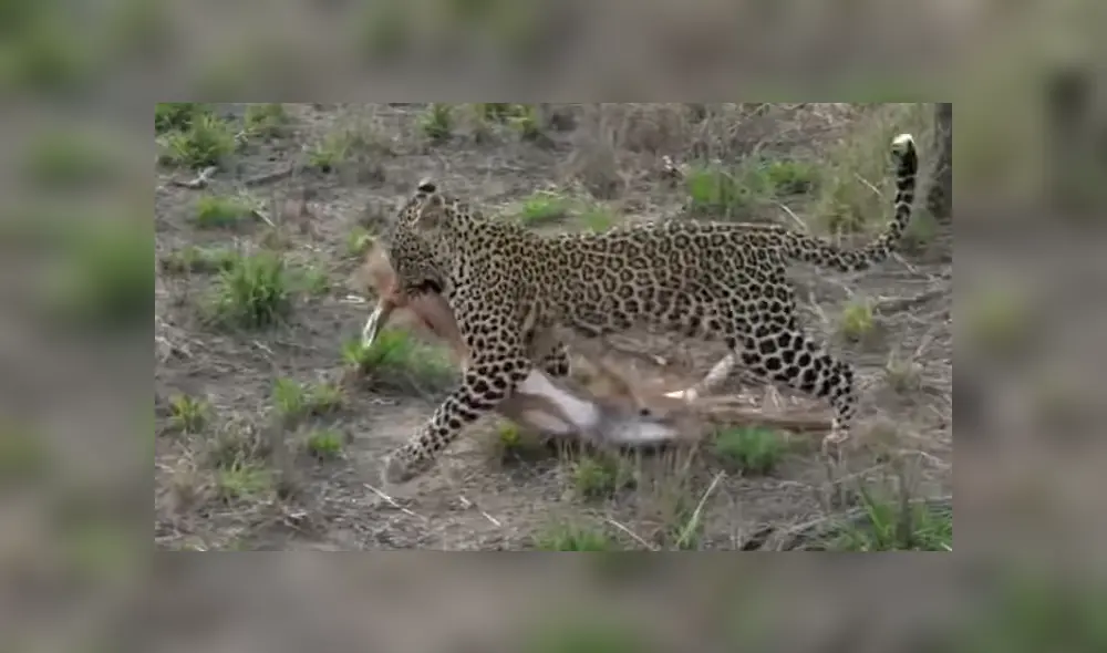 Para ver lo que pasó en el video de YouTube con leopardo y el antílope revisa nuestra galería de fotos deslizando cada imagen hacia la izquierda. Para ver lo que pasó en el video de YouTube con leopardo y el antílope revisa nuestra galería de fotos deslizando cada imagen hacia la izquierda.