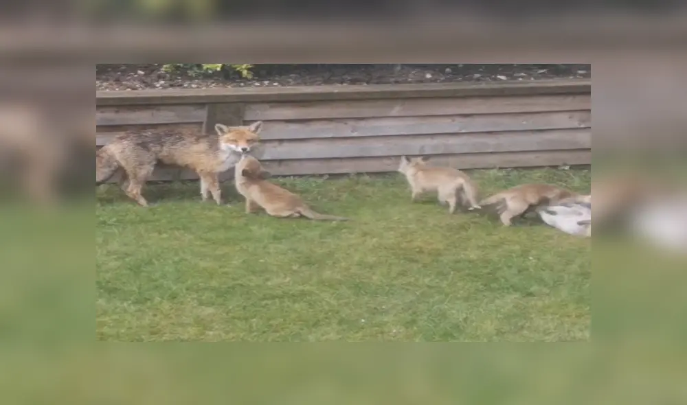 Desliza para ver los detalles del video viral publicado en YouTube. Foto: Captura. Desliza para ver los detalles del video viral publicado en YouTube. Foto: Captura.