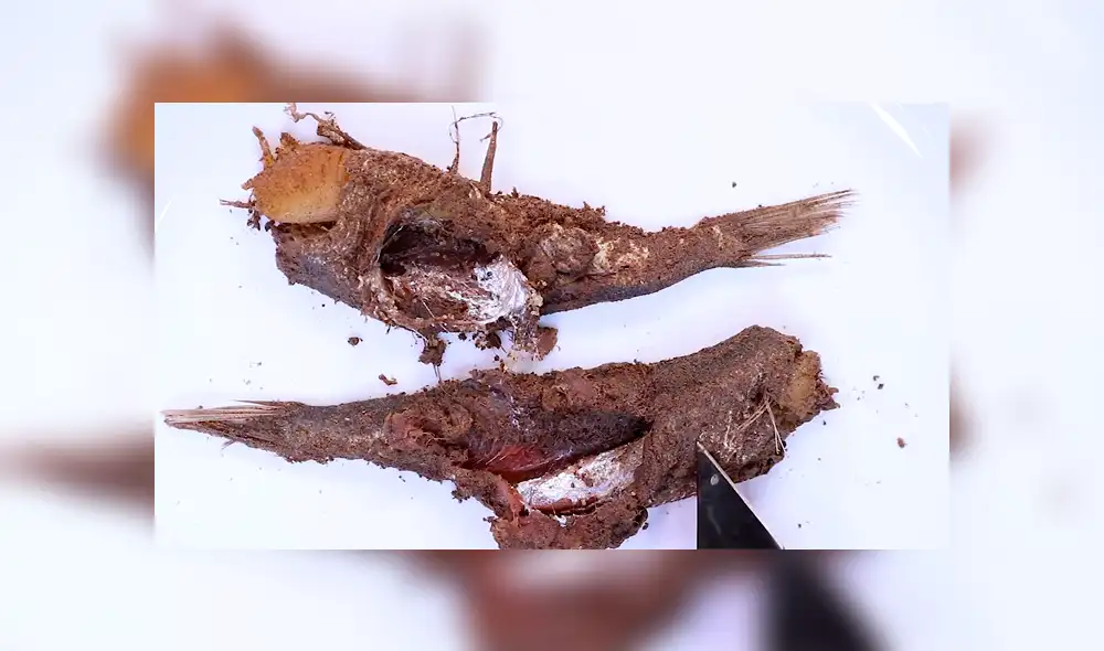 YouTube: Lanzan comida en lata dentro de envase con supergusanos carnívoros y sucede algo inesperado [VIDEO]