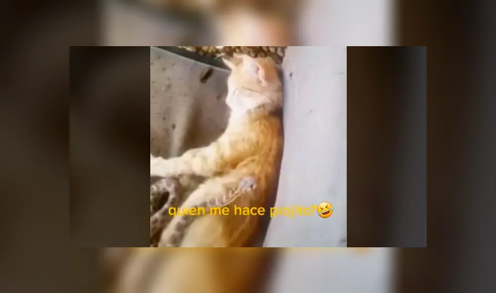 Desliza la imagen para ver la reacción del felino. Foto: ballezana/TikTok