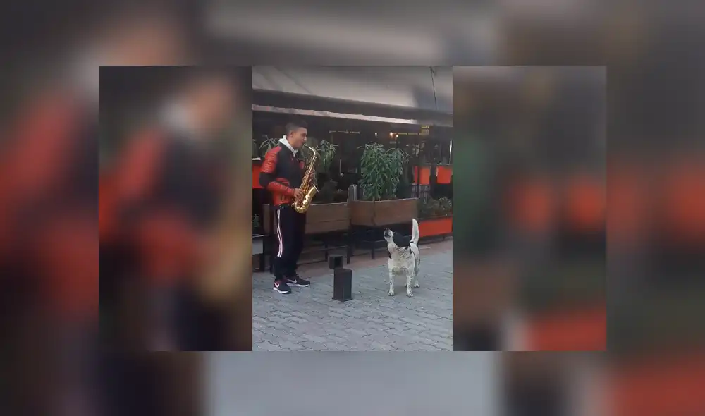 Desliza a la izquierda para ver al perro que ha sorprendido a los usuarios de Facebook. Foto: Captura.