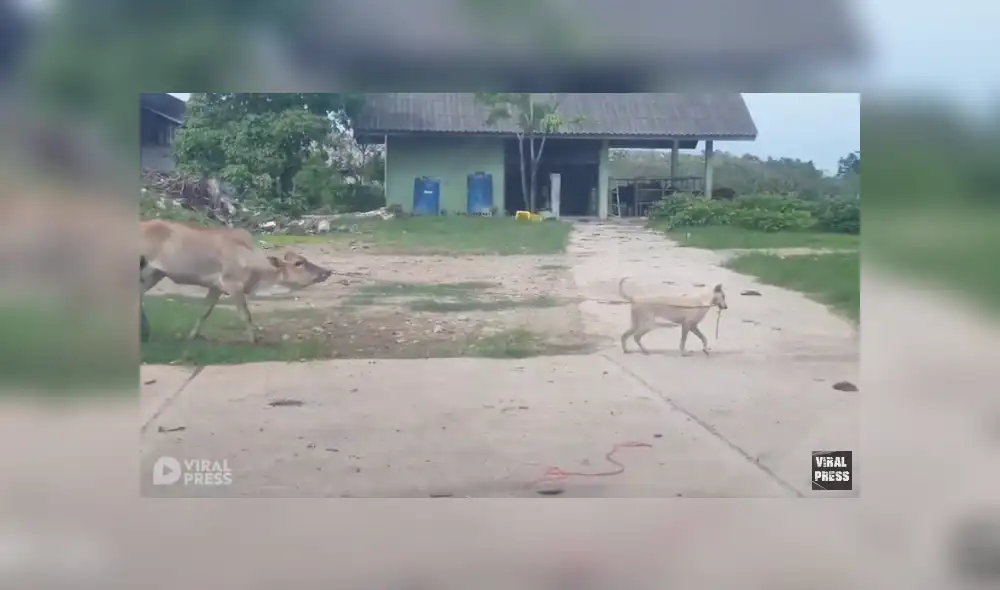 Desliza para ver el desenlace de este video que se volvió viral en Facebook. Foto: Captura. Desliza para ver el desenlace de este video que se volvió viral en Facebook. Foto: Captura.