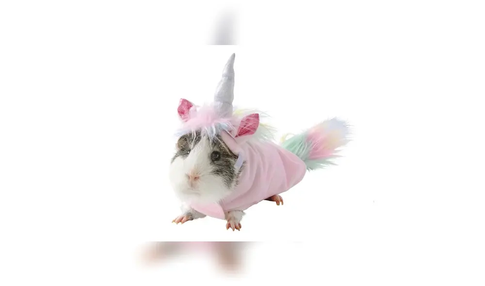 Disfraces para cuyes desatan furor en Internet y todos quieren obtenerlos [FOTOS]