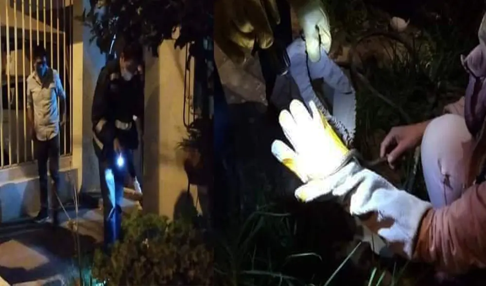 Culebra medía 45 centímetros. Foto: Serfor. Culebra medía 45 centímetros. Foto: Serfor.