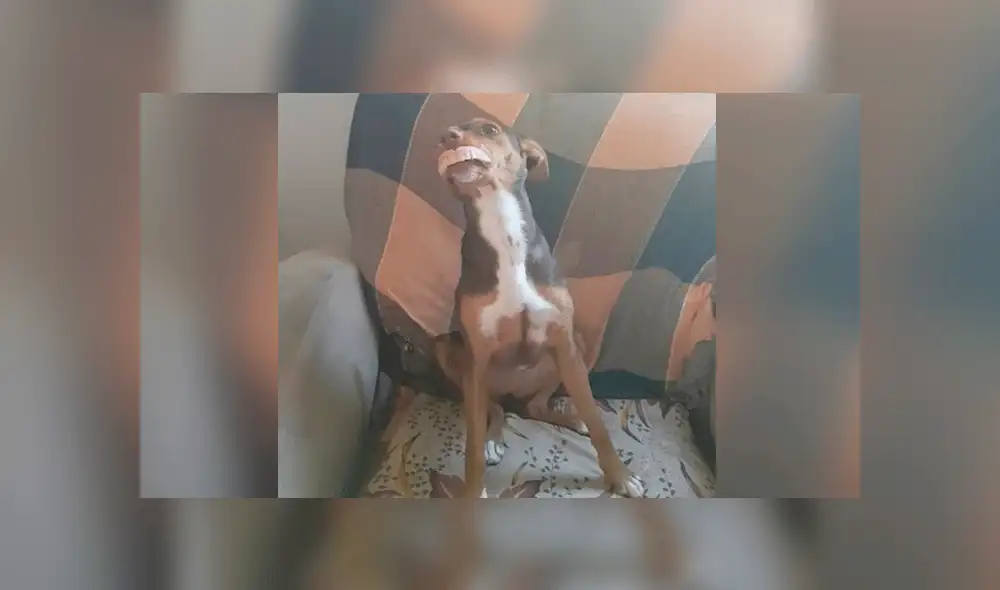 Brasil: Descubren a perrita con la dentadura postiza de abuelita [FOTOS]
