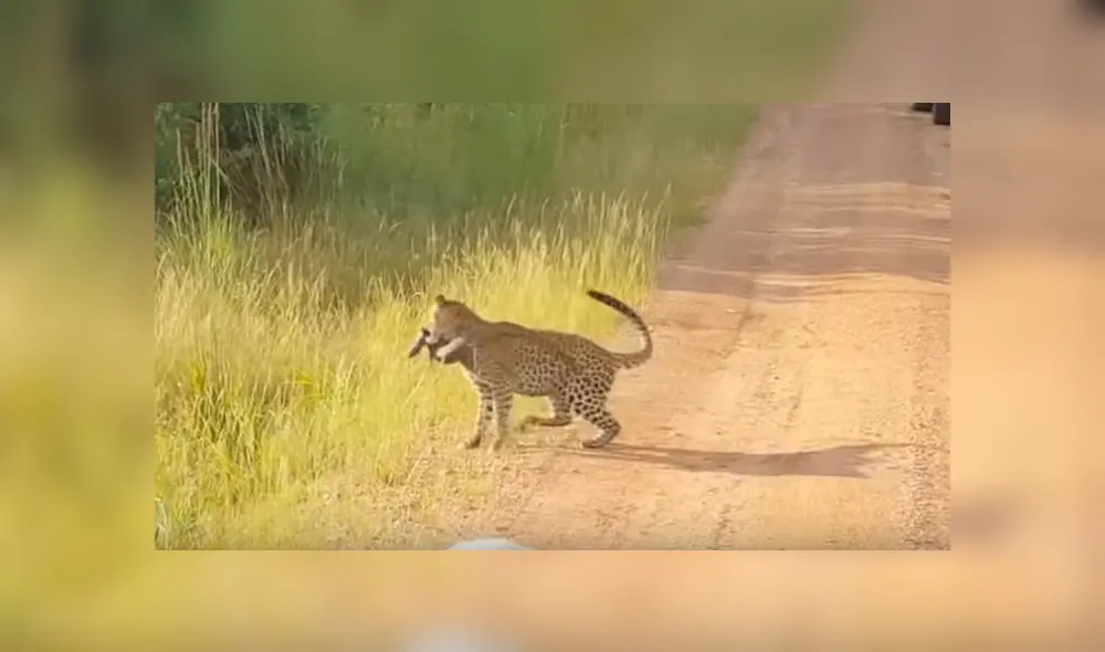 Captan a lagartija peleando con leopardo hambriento para no ser devorada y ocurre lo impensado [VIDEO] 