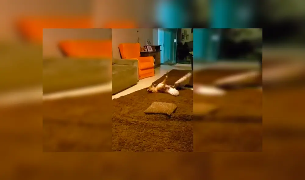 En Facebook, un joven captó el tierno momento de su querida mascota que había perdido sus dos patas traseras. En Facebook, un joven captó el tierno momento de su querida mascota que había perdido sus dos patas traseras.