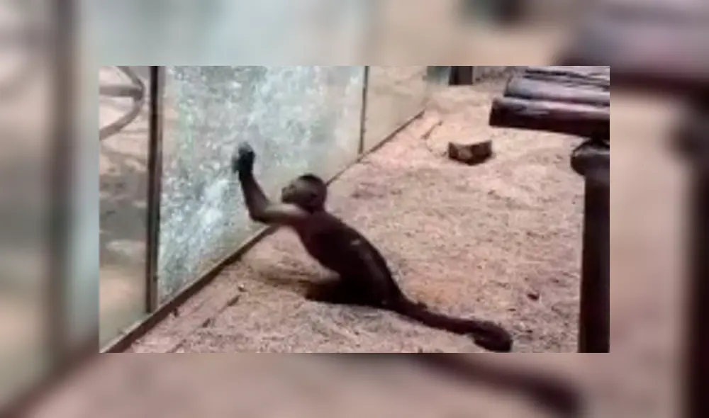 mono vidrio mono vidrio