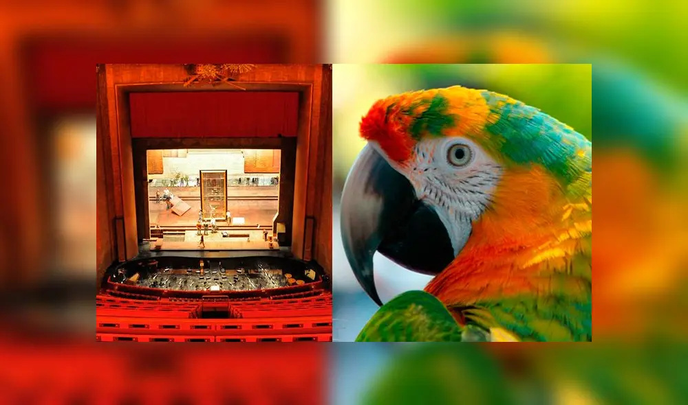 Desliza las imágenes para ver al pequeño loro que resultó ser un fanático de la ópera. Foto:  AFmedios/Captura
