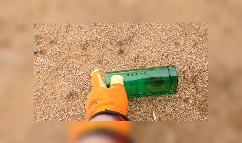 Mediante YouTube se hizo viral el momento en que un ratón es atrapado por un halcón mientras era liberado.