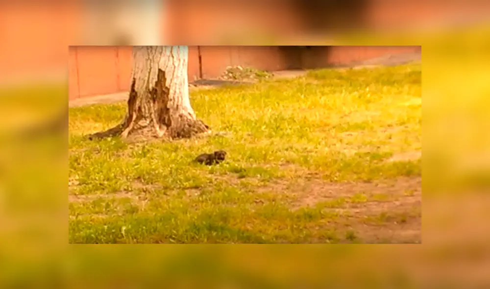 Facebook Viral: No podrás creer el épico final que tuvo batalla entre perro y cuervo [VIDEO] 