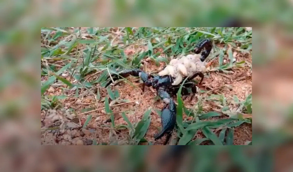 Un enorme escorpión cagando a cientos de sus bebés generó terror en miles de usuarios de YouTube.