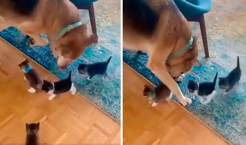 Una joven tuvo miedo por la reacción de su mascota ante la presencia de unos pequeños felinos; sin embargo, sucedió todo lo contrario. Foto: captura de Facebook