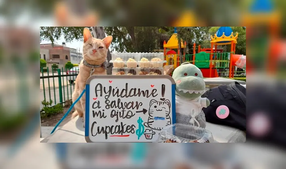 Desliza las imágenes hacia la izquierda para apreciar la noble acción de una joven para ayudar a su gato. Foto: Ximena Ortiz.