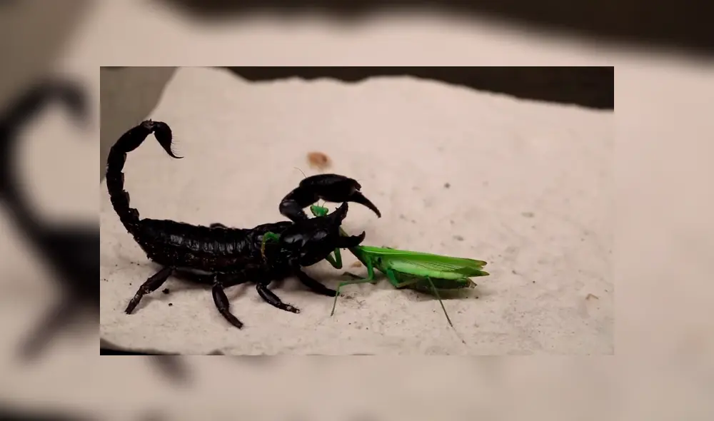 Desliza para ver los momentos más impactantes de la feroz batalla entre las letales criaturas. Desliza para ver los momentos más impactantes de la feroz batalla entre las letales criaturas.