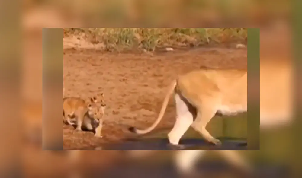 YouTube viral: turista que hacía safari en la selva graba conmovedor momento de familia de leones. YouTube viral: turista que hacía safari en la selva graba conmovedor momento de familia de leones.