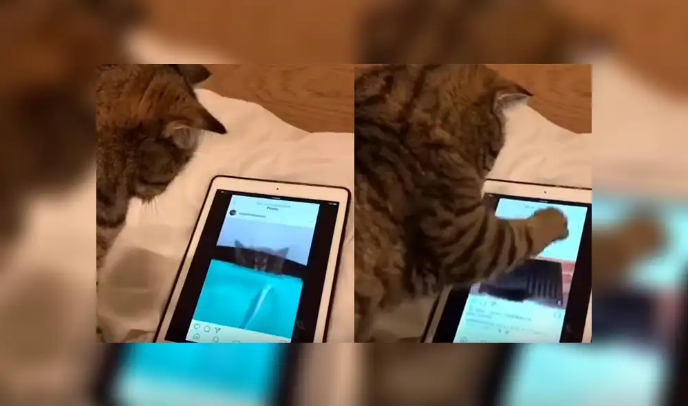 Video es viral en Facebook. Mujer había dejado el aparato en cama y cuando regresó a verlo encontró a su gata en una singular escena que no dudó grabar Video es viral en Facebook. Mujer había dejado el aparato en cama y cuando regresó a verlo encontró a su gata en una singular escena que no dudó grabar