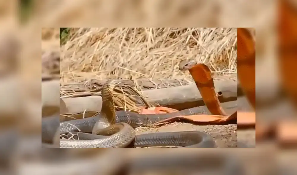 Facebook viral: peligrosas serpientes inician lucha y sucede algo increíble [VIDEO] 