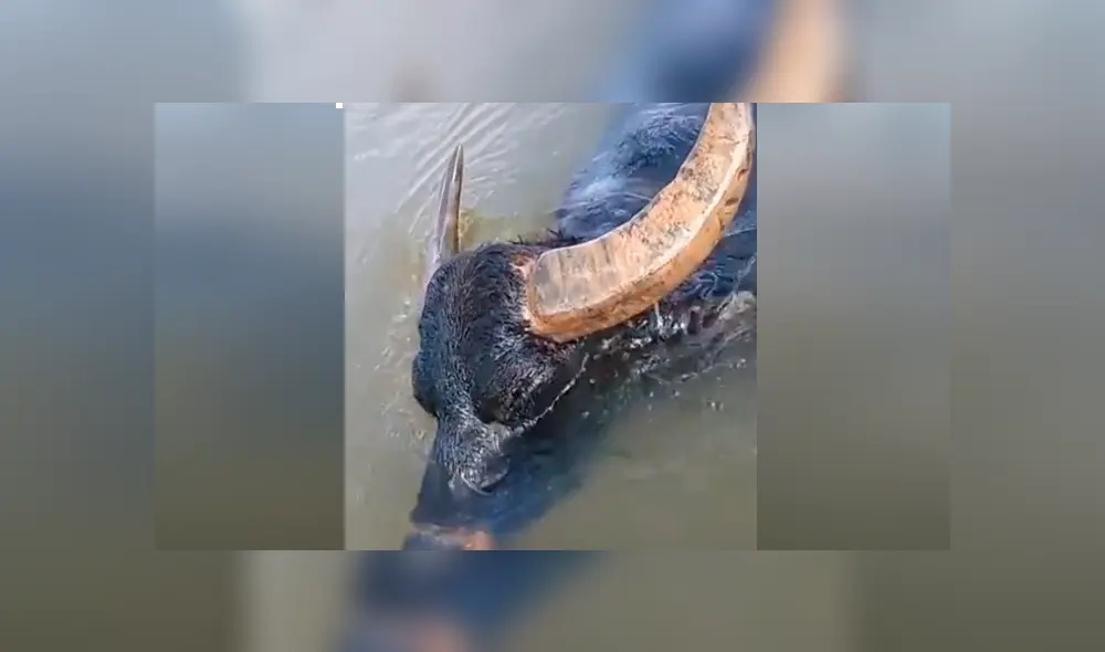 Desliza hacia la izquierda para ver el extraño hallazgo que se volvió viral en YouTube. Desliza hacia la izquierda para ver el extraño hallazgo que se volvió viral en YouTube.