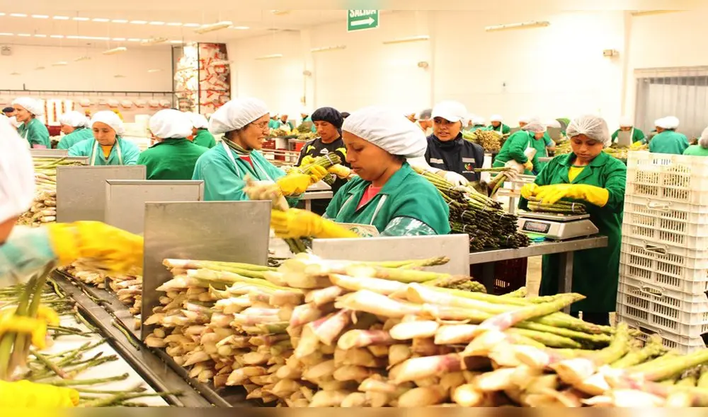 La actividad agroindustrial puede llegar a tener hasta 60 mil trabajadores en Virú. La actividad agroindustrial puede llegar a tener hasta 60 mil trabajadores en Virú.