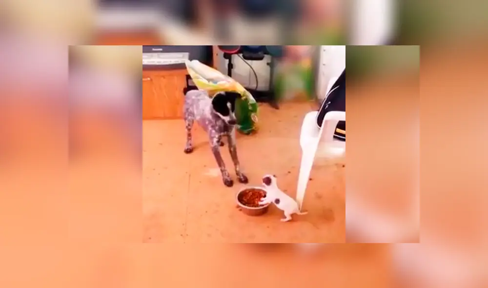 Desliza las imágenes para conocer la enfurecida acción de un perro al no tolerar que le quiten su comida. Foto: Captura. Desliza las imágenes para conocer la enfurecida acción de un perro al no tolerar que le quiten su comida. Foto: Captura.