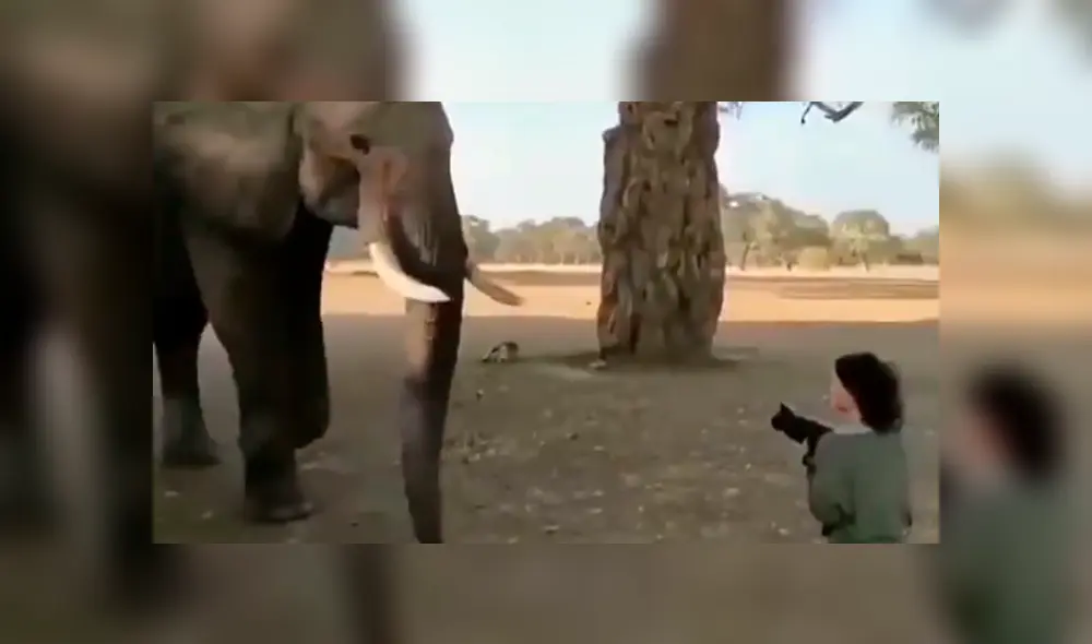 Enorme elefante tropieza con mujer y hace lo impensado para sacarla de su camino [VIDEO]