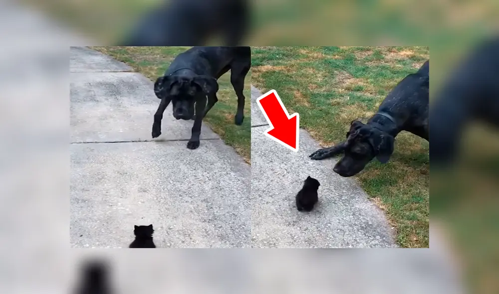 Un video muestra la reacción de un enorme can cuando ve a un gato bebé por primera vez. Un video muestra la reacción de un enorme can cuando ve a un gato bebé por primera vez.
