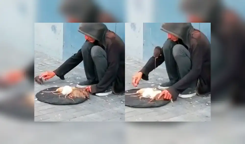 Facebook: 'hipnotizador' logra que ratas hagan lo que él les pide y video lo demuestra