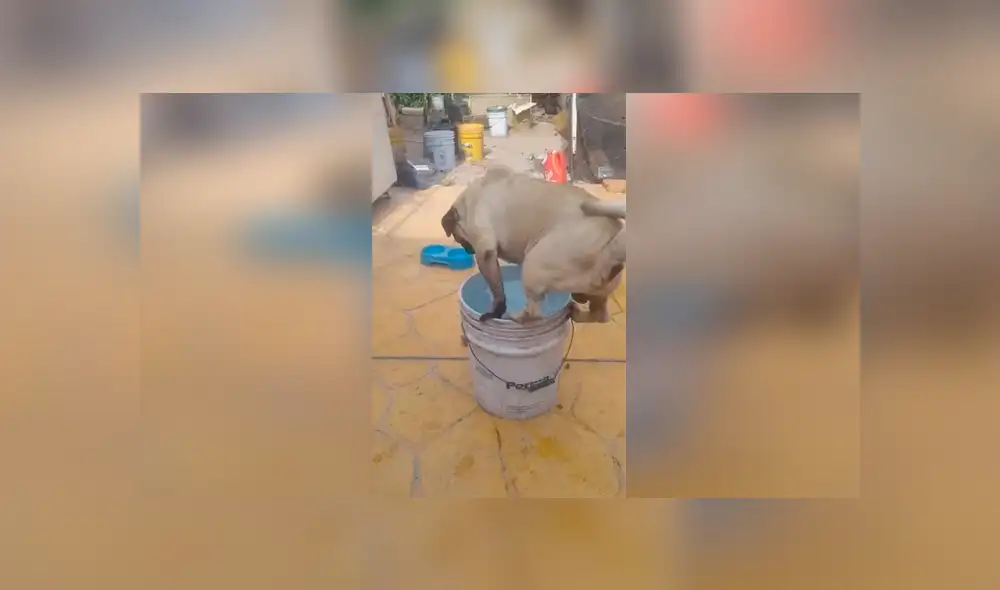 Desliza las imágenes para descubrir la travesura que cometió un perro durante la ausencia de su dueña. Desliza las imágenes para descubrir la travesura que cometió un perro durante la ausencia de su dueña.