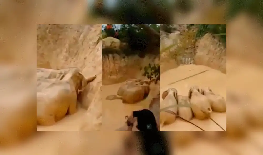 Rescatan a cinco elefantes atrapados en pozo de lodo [VIDEO]