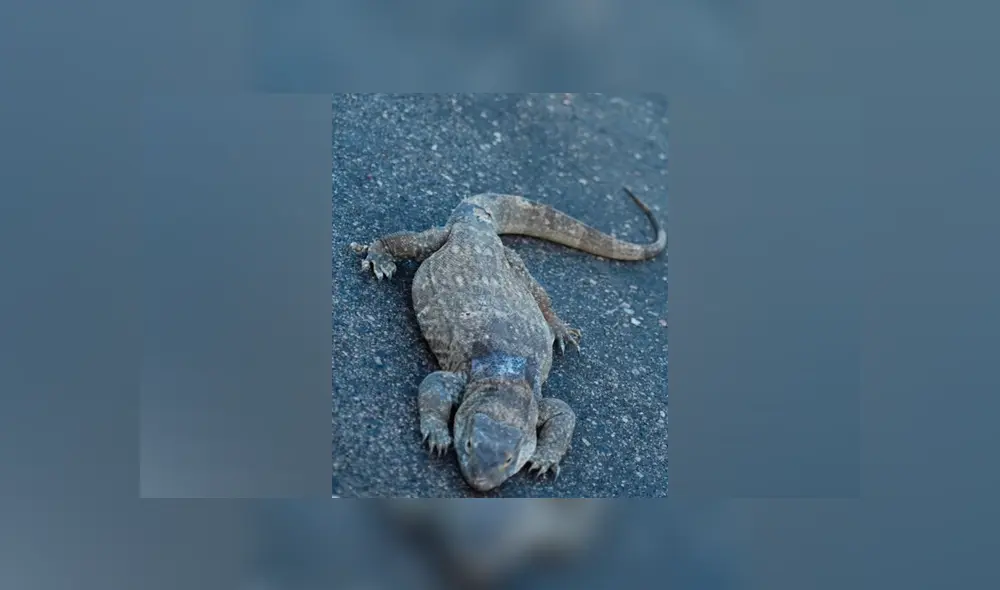 Un turista grabó en un video viral de YouTube el brutal enfrentamiento entre una venenosa cobra y un dragón de komodo por la supervivencia en la selva africana.