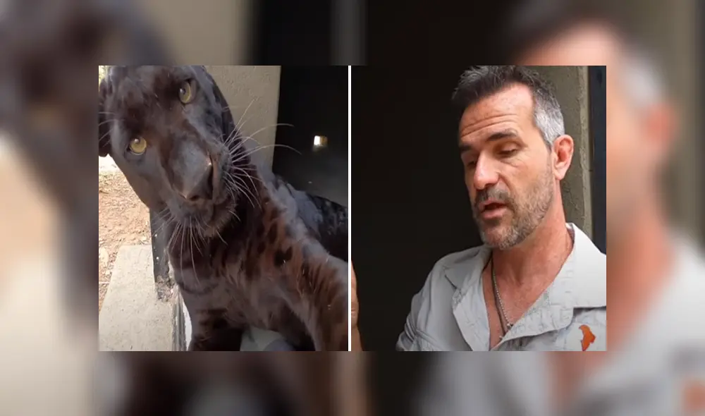 Desliza hacia la izquierda para ver las imágenes del viral de YouTube. Foto: The Lion Whisperer.