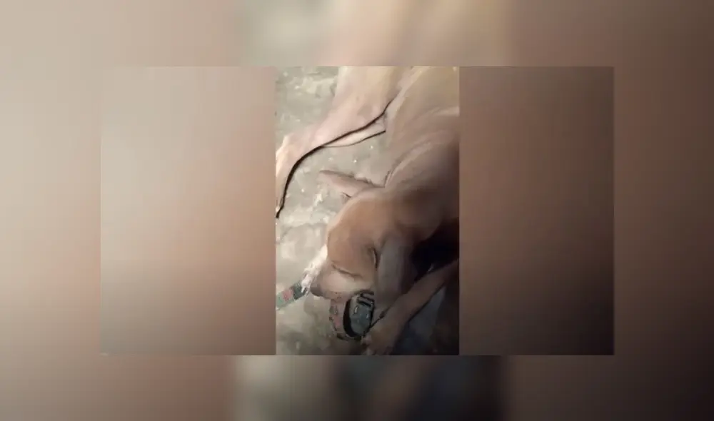 Video es viral en Facebook. El astuto can encontró su collarín roto y se llevó a su dueña para mostrárselo. Fotocaptura: YouTube Video es viral en Facebook. El astuto can encontró su collarín roto y se llevó a su dueña para mostrárselo. Fotocaptura: YouTube