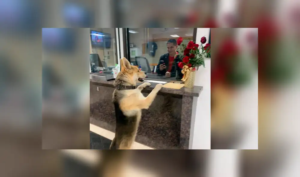 Desliza a la izquierda para conocer esta divertida historia que es viral en Facebook. Foto: Publicación original. Desliza a la izquierda para conocer esta divertida historia que es viral en Facebook. Foto: Publicación original.