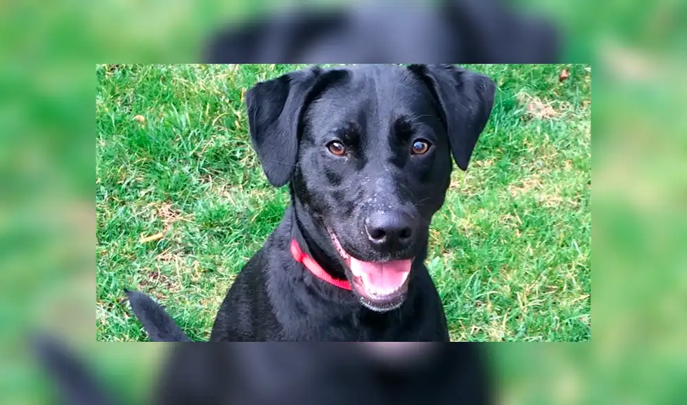 Ahorca a perro tras no ‘soportar sus ladridos’ y golpea a niño que no lo ayudó a enterrarlo [FOTOS] 