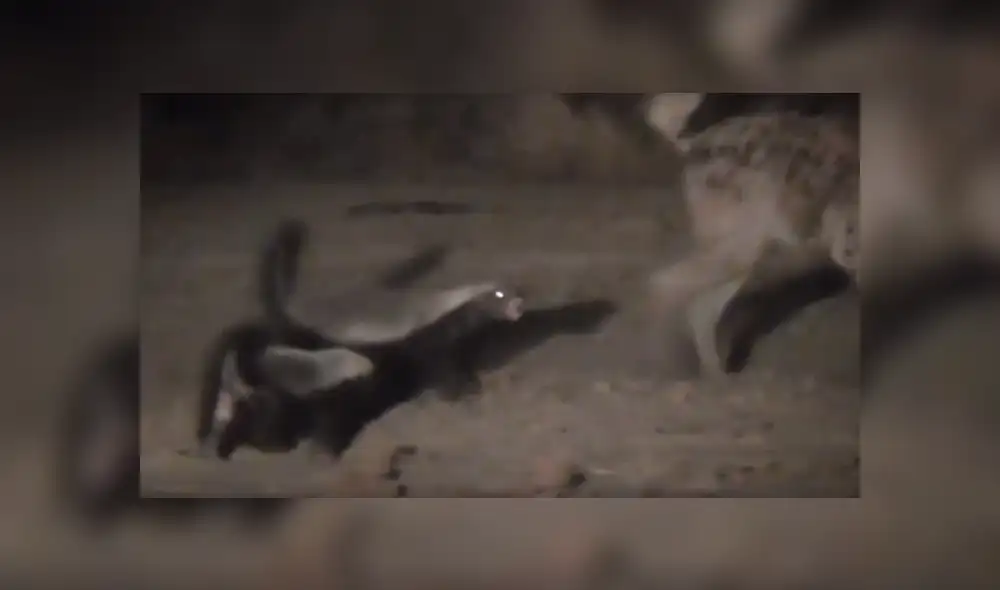 YouTube viral: tejón lucha contra temibles hienas para proteger a su pareja [VIDEO]